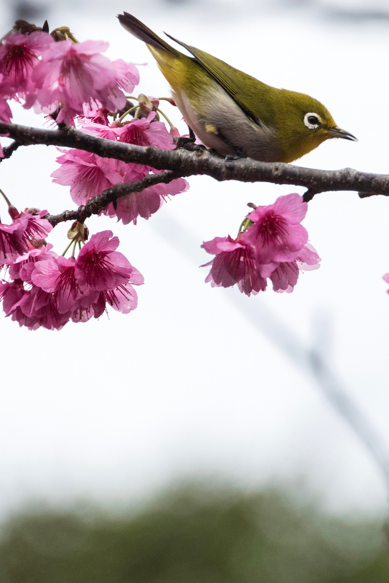 cherry blossoms