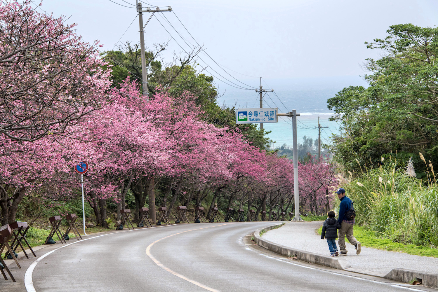 cherry blossoms