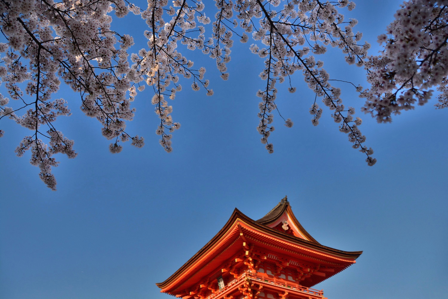 Cherry blossoms in Japan