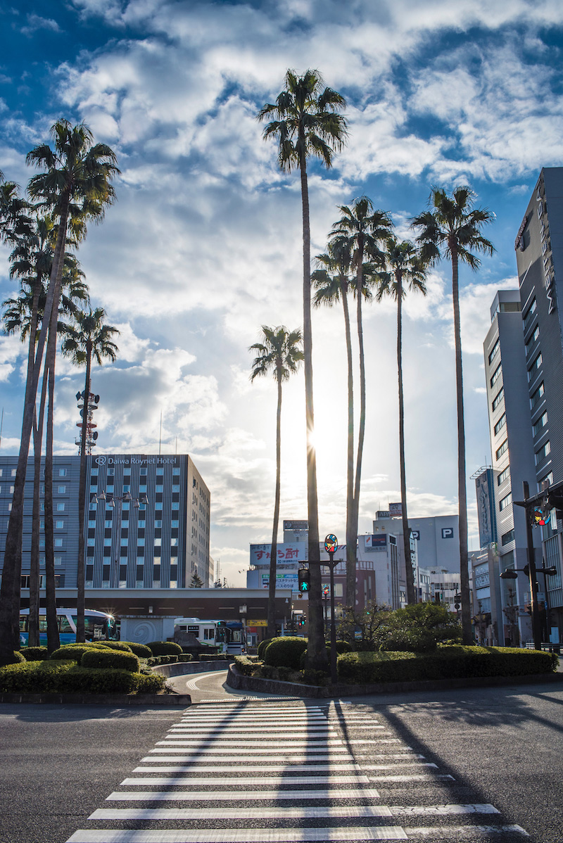 Palm Trees in Japan