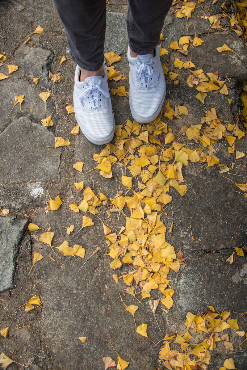 Gingko Leave in Japan