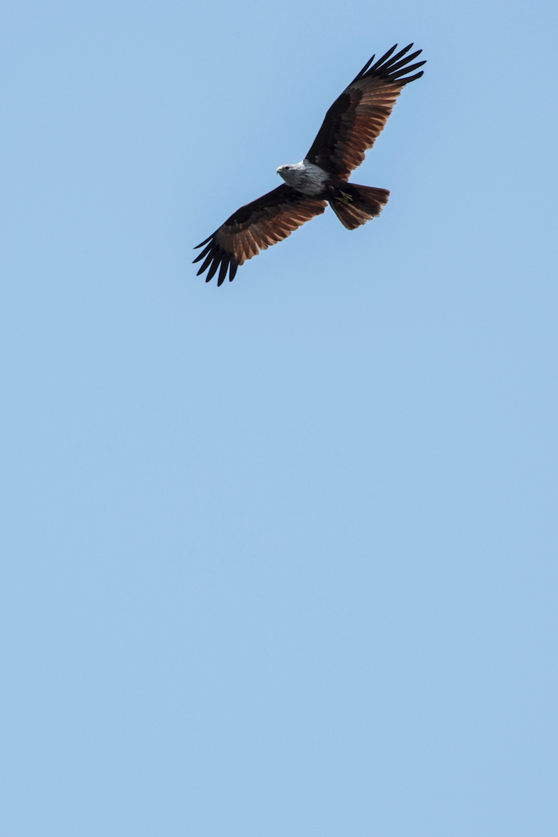 Eagle in Kerala, India
