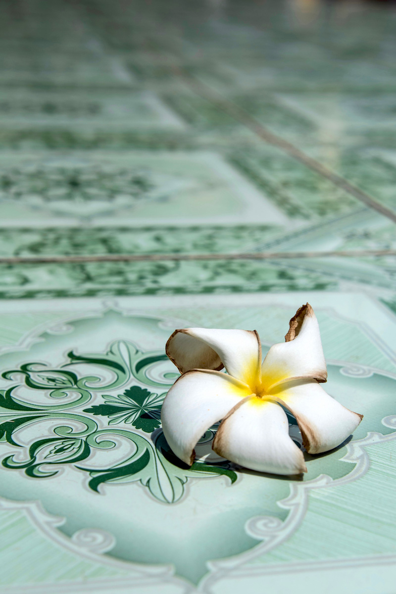 Frangipani in Siem Reap, Cambogia