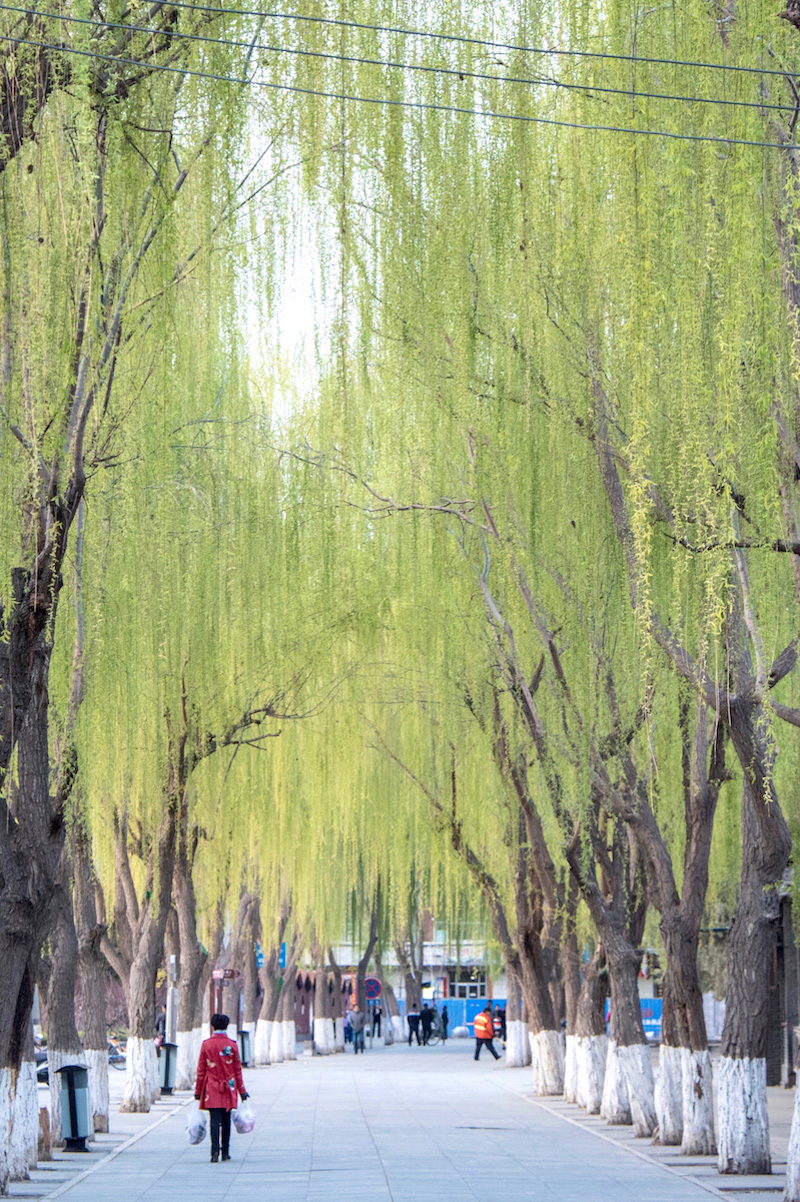 Willow tree along a street in Zhangye, Gansu, China