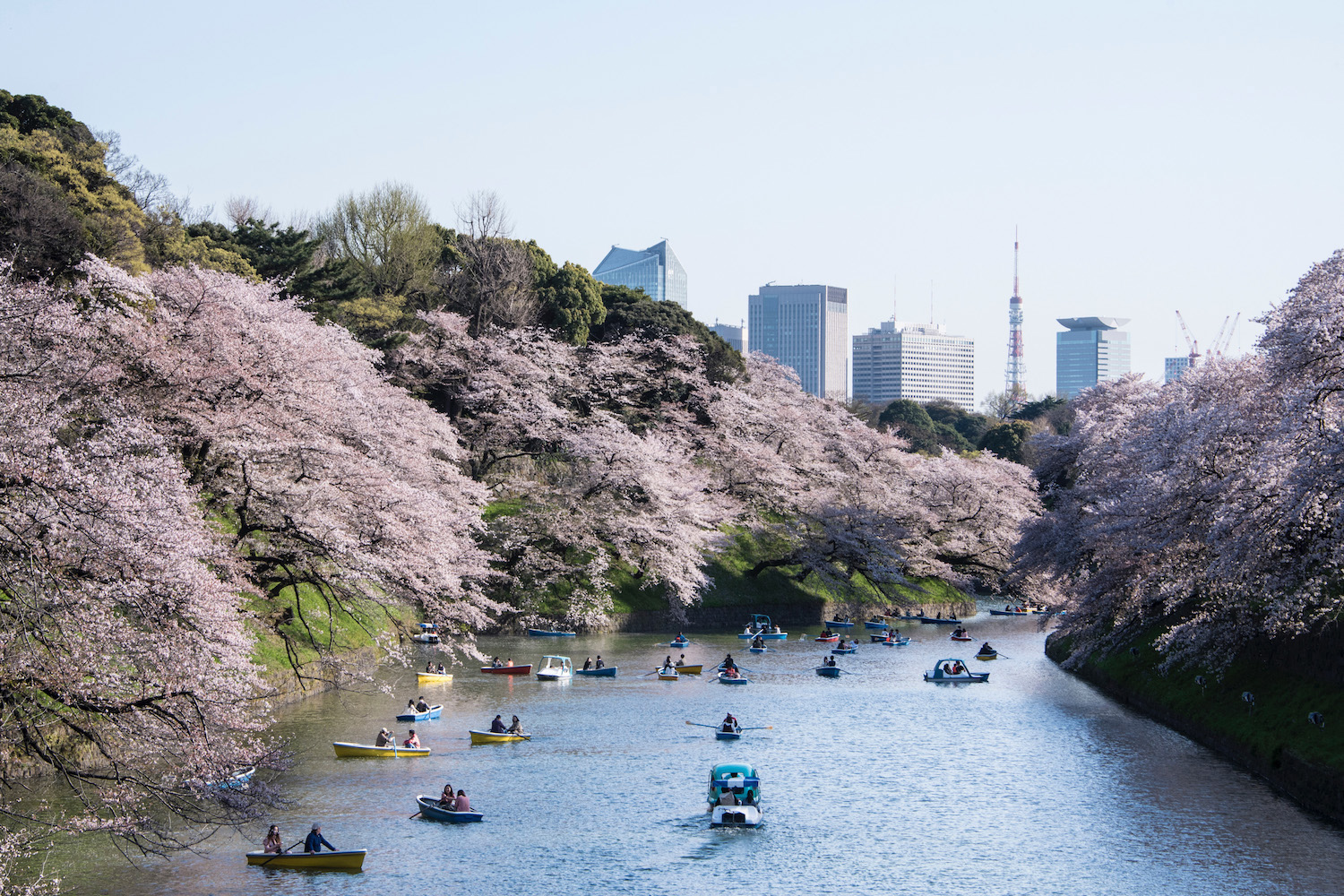 Cherry blossoms in Tokyo, Japan - Tokyo Culture