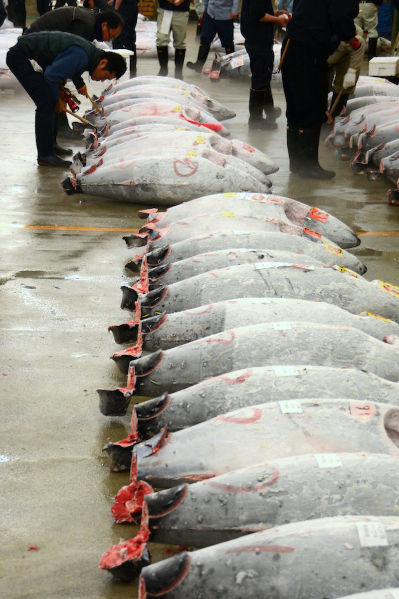 Tuna Auction in Tokyo, Japan