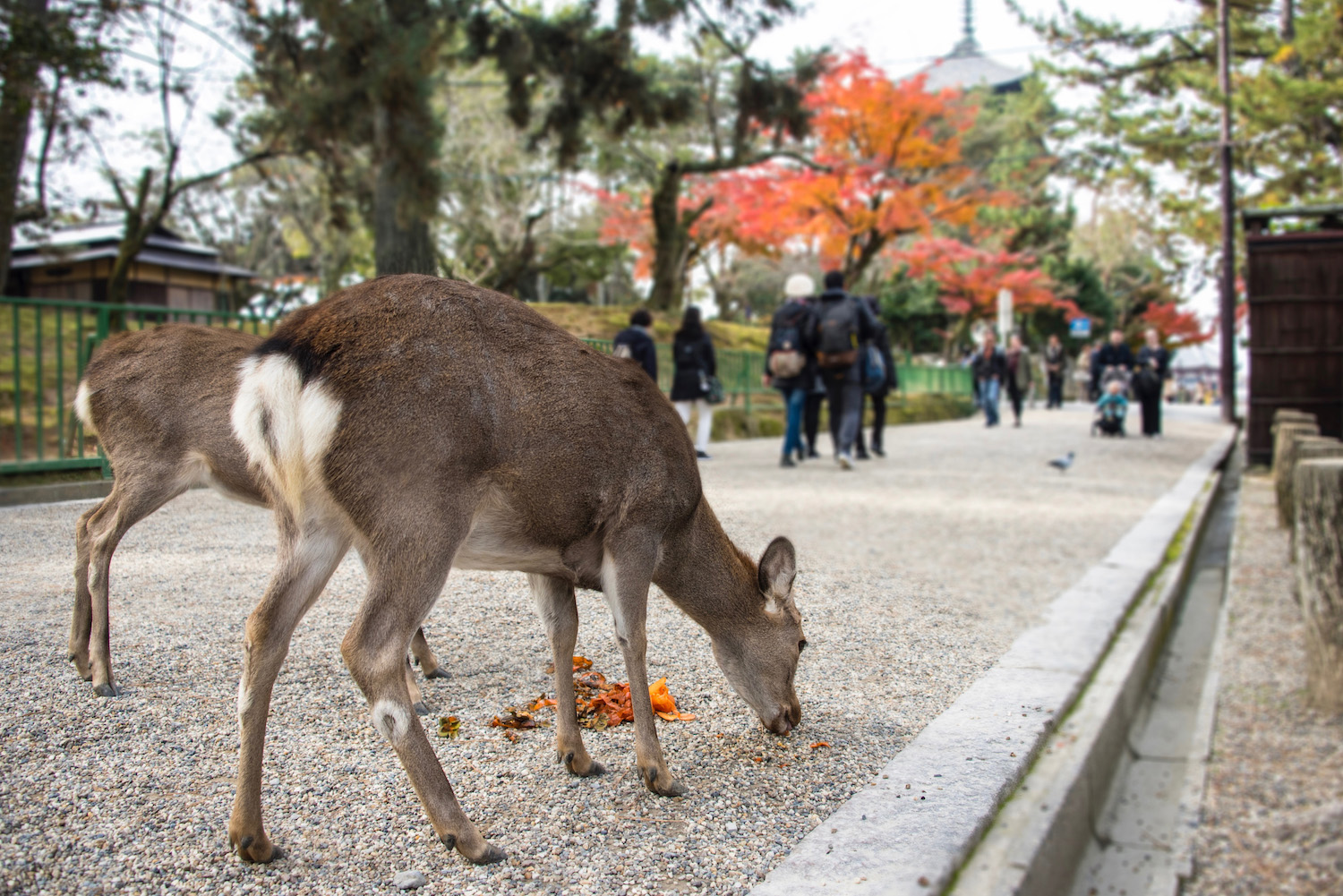 Osaka Japan in the autumn and Nara, Japan's deer city