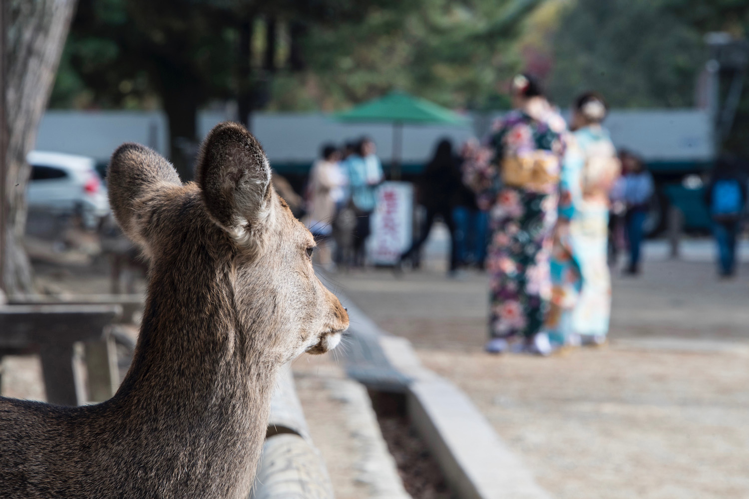 Osaka Nara