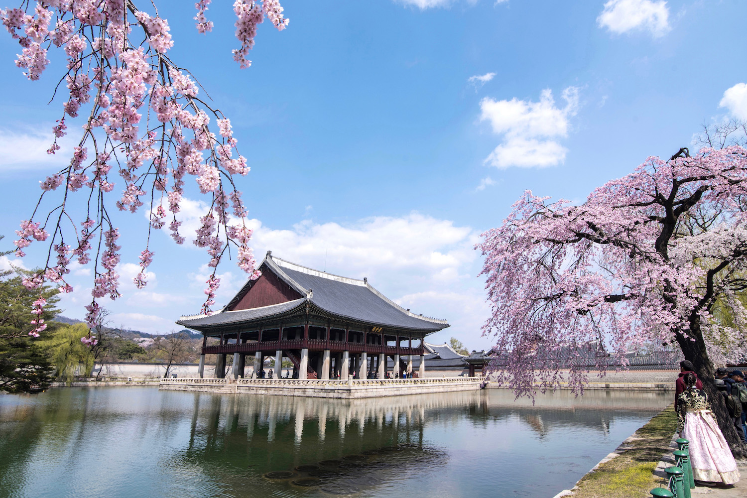 The Bizarre Currents Running Under My Korea Cherry Blossom Trip