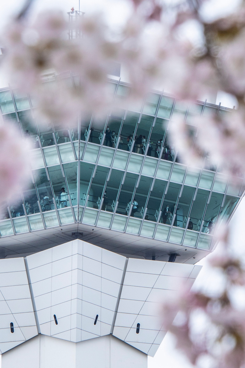 Hakodate Sakura