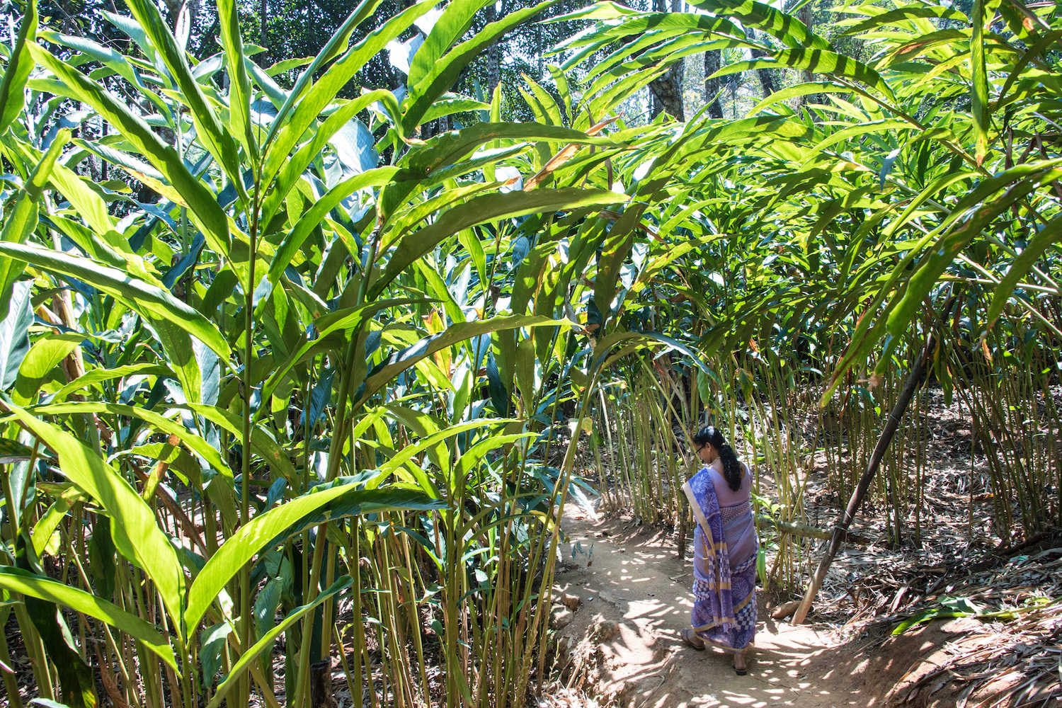 Kerala India