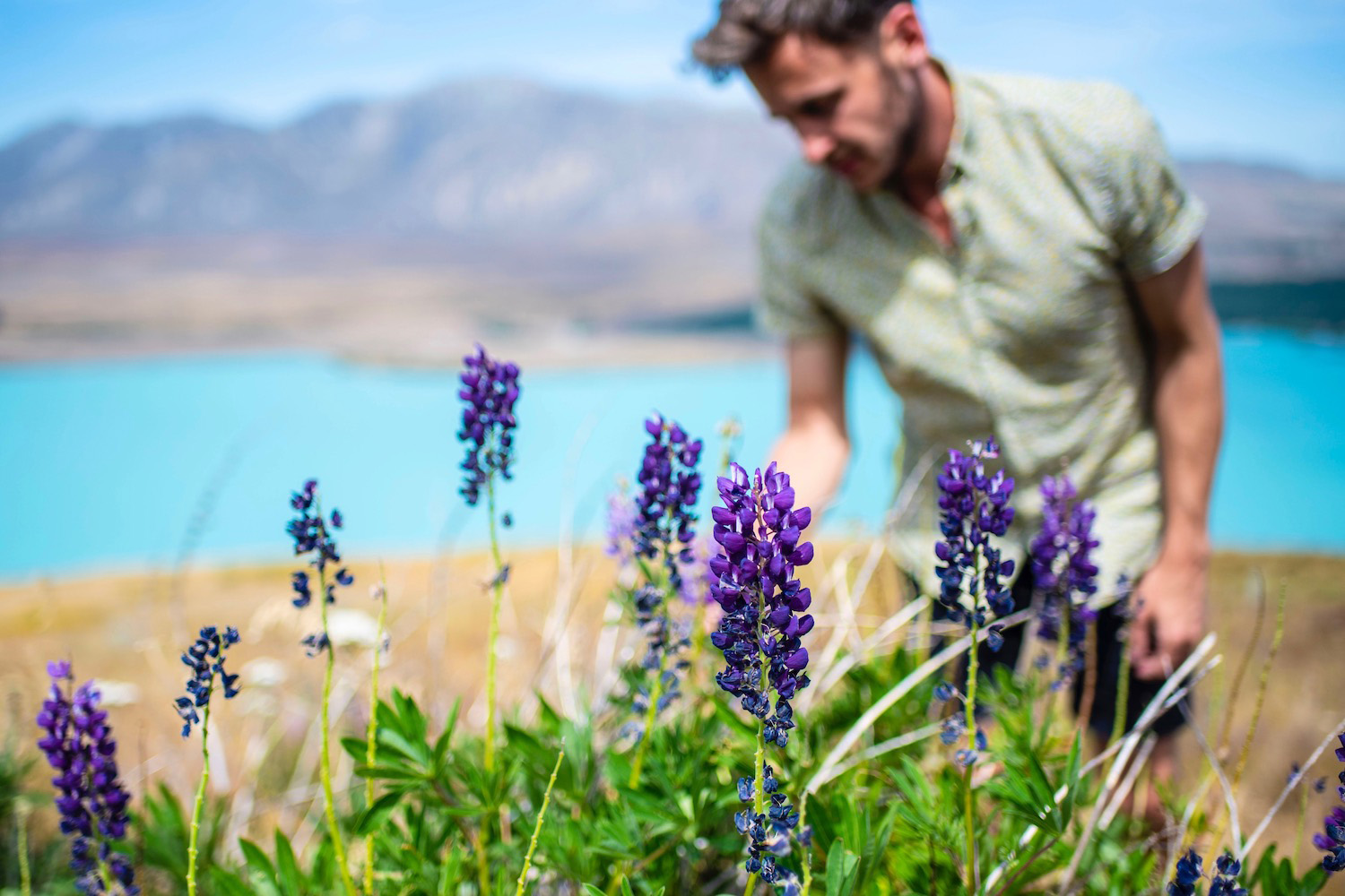 Tekapo’s Last Lupines