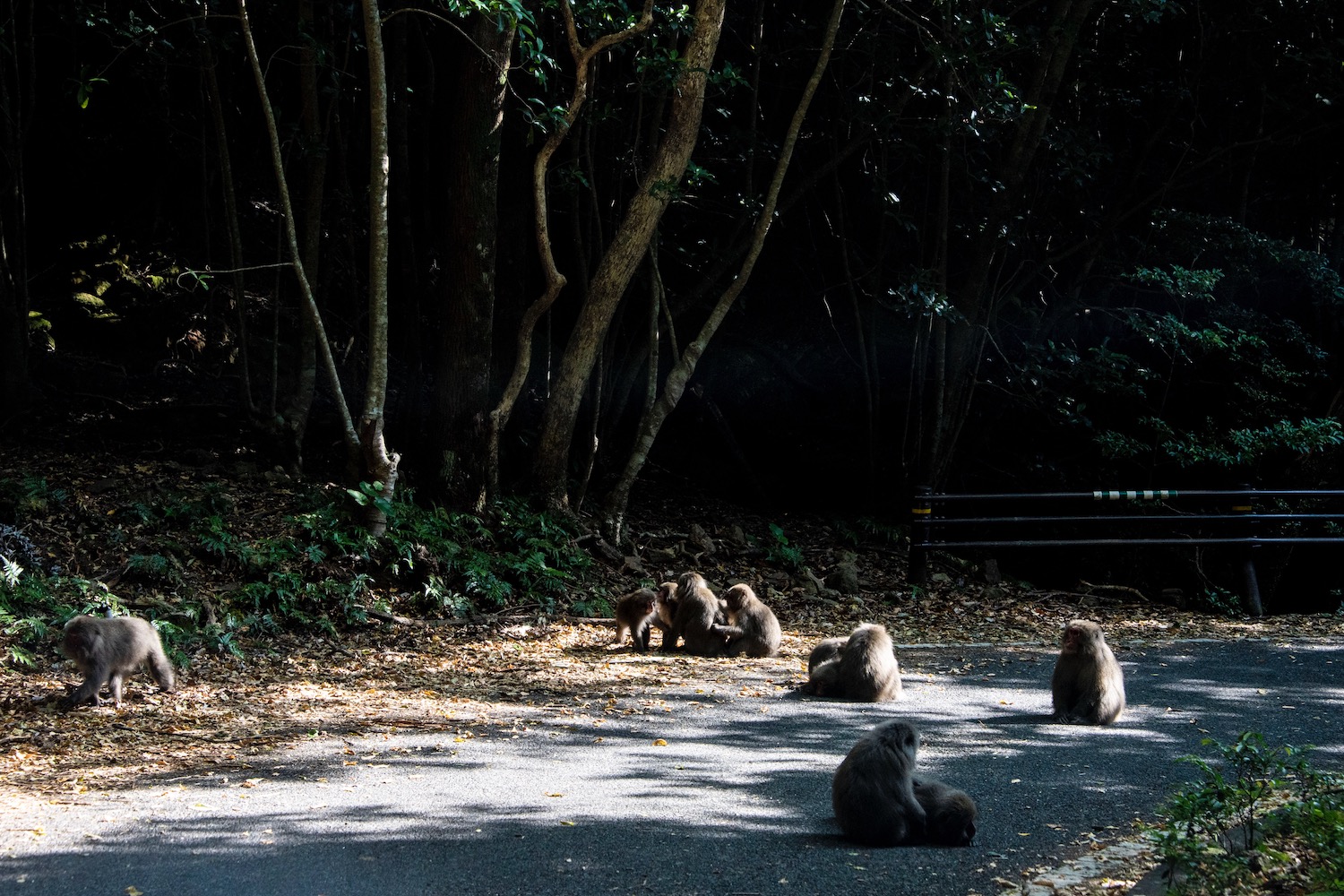 Yakushima Island