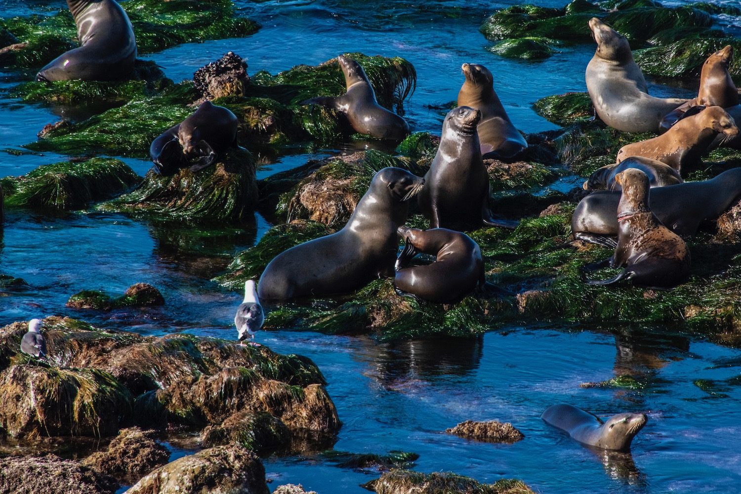 A Nose Dive into Southern California s San Diego We Blog The World