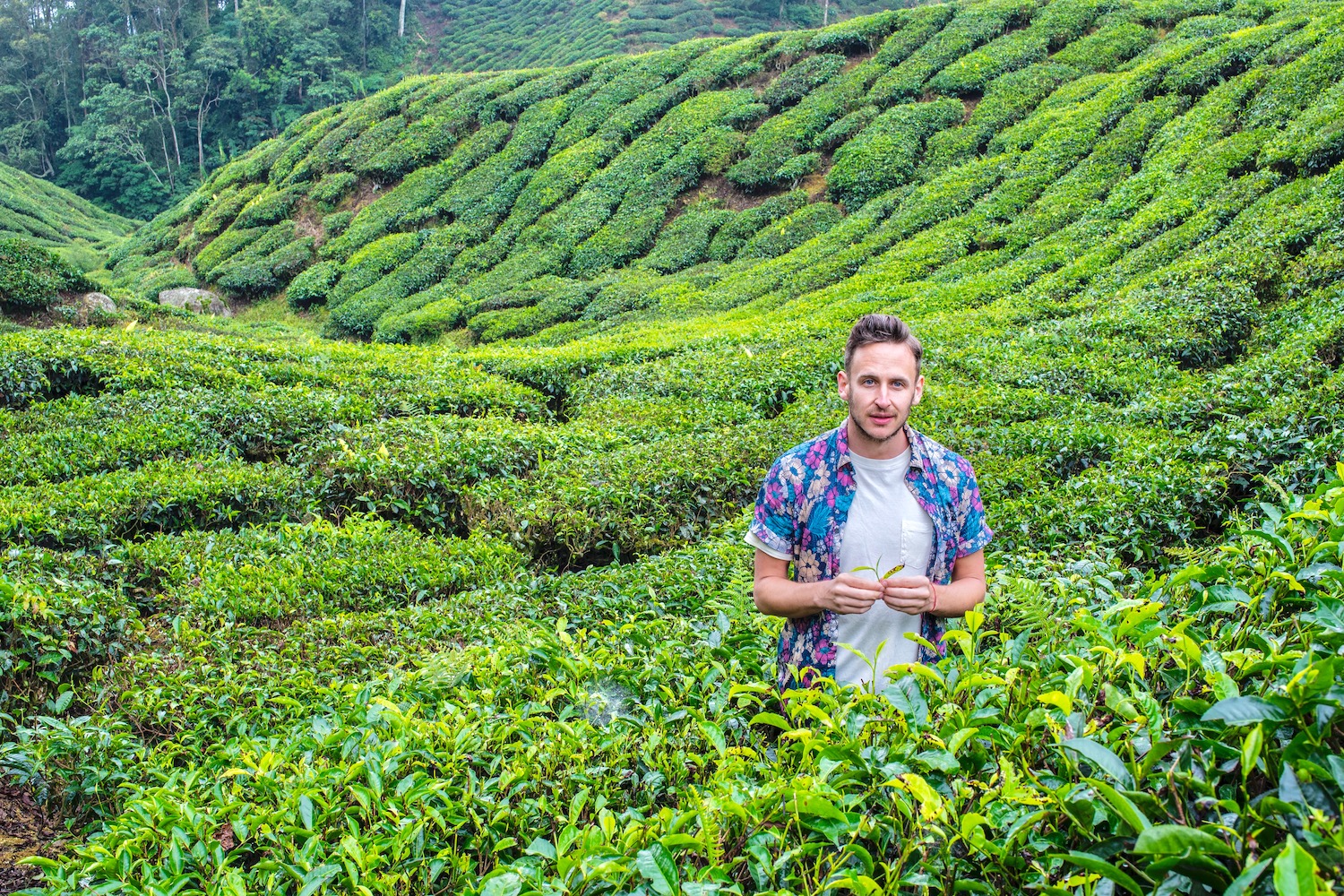 Are the Cameron Highlands Worth a Trip?